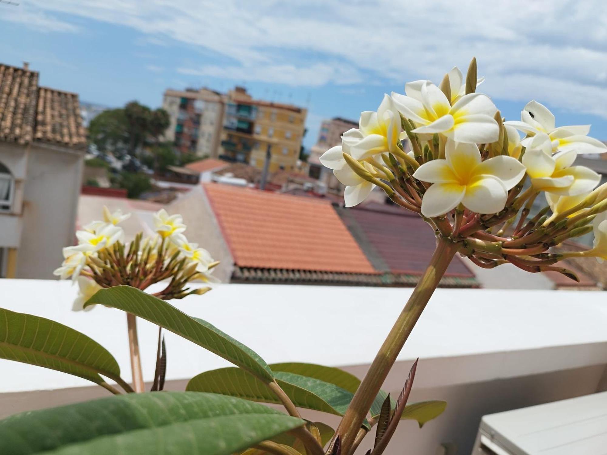 Apartamento Plumaria Málaga Esterno foto